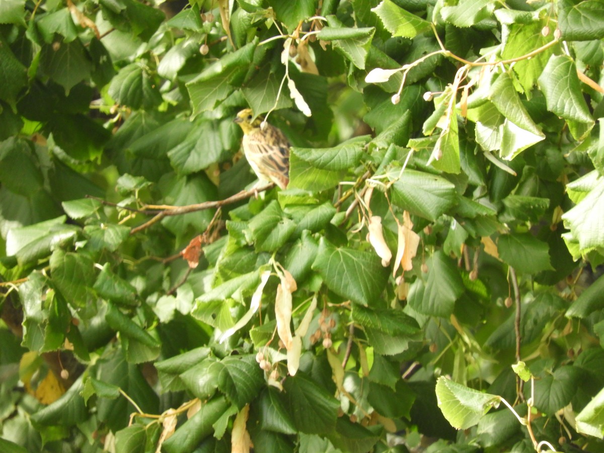 Yellowhammer - ML179711971