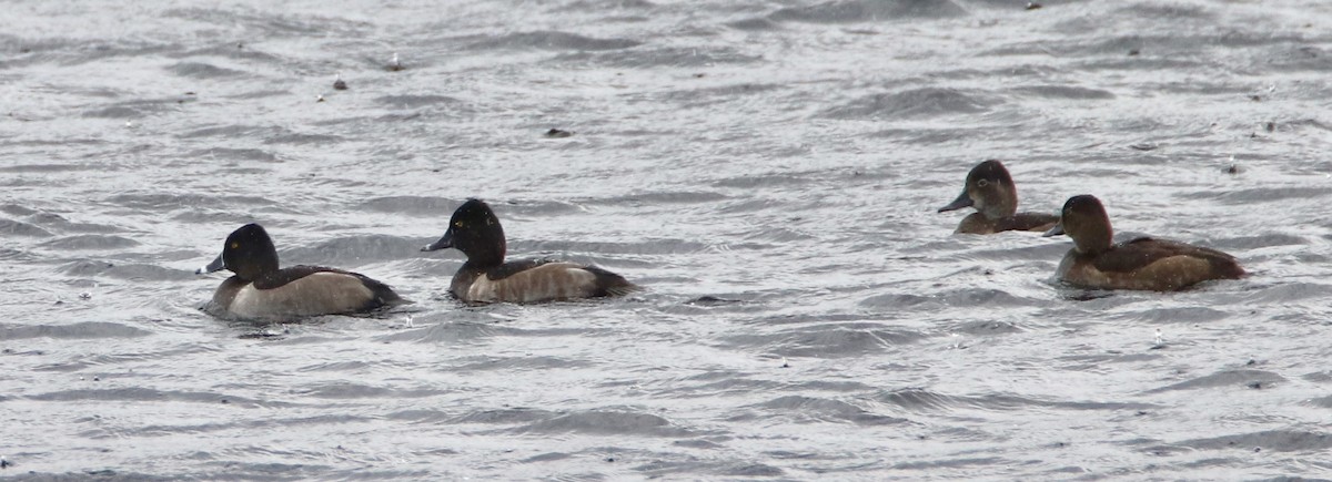 Ring-necked Duck - john tuach