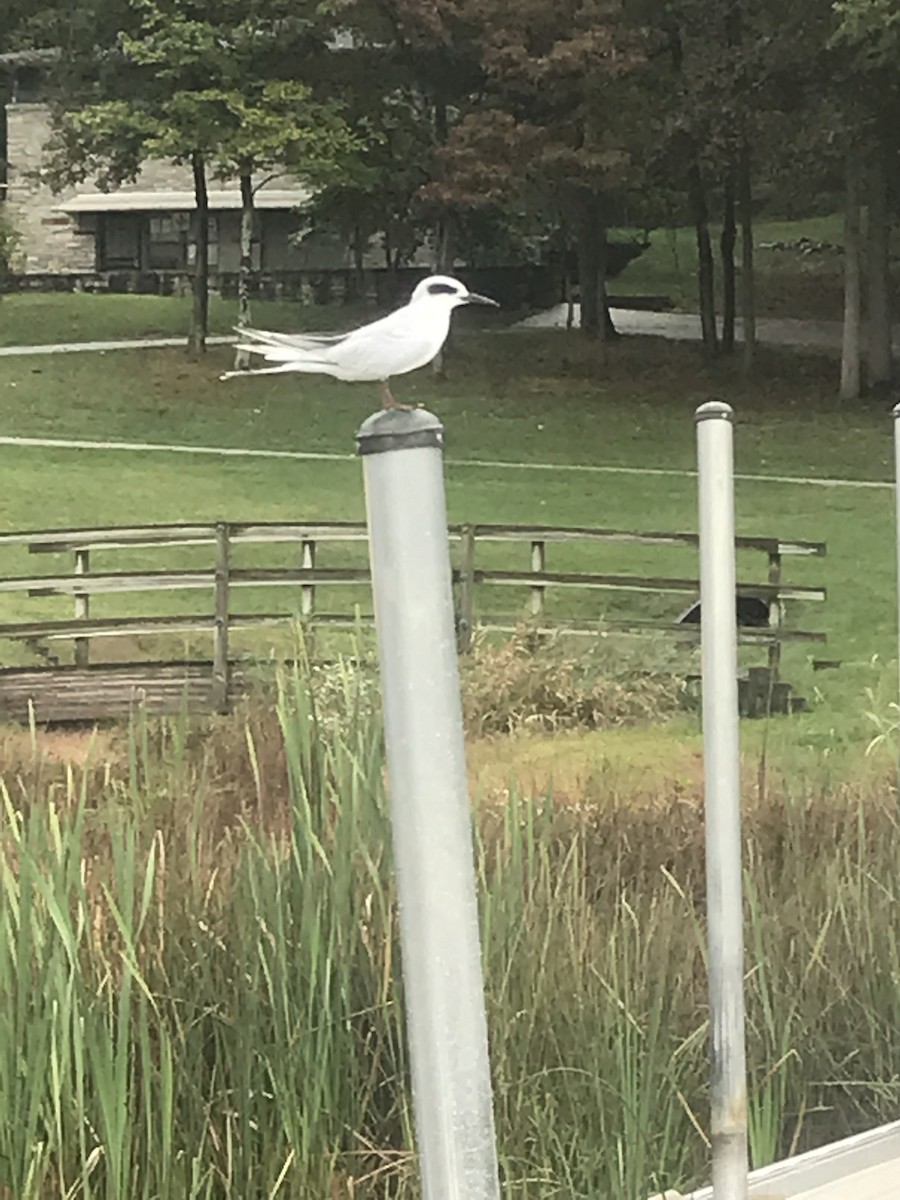 Forster's Tern - ML179712571