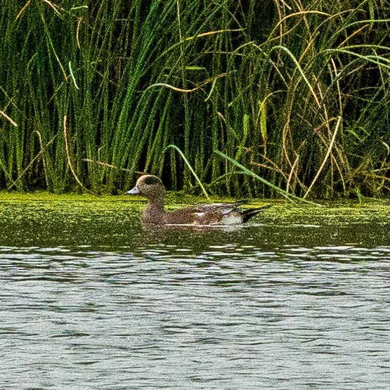 American Wigeon - ML179714281