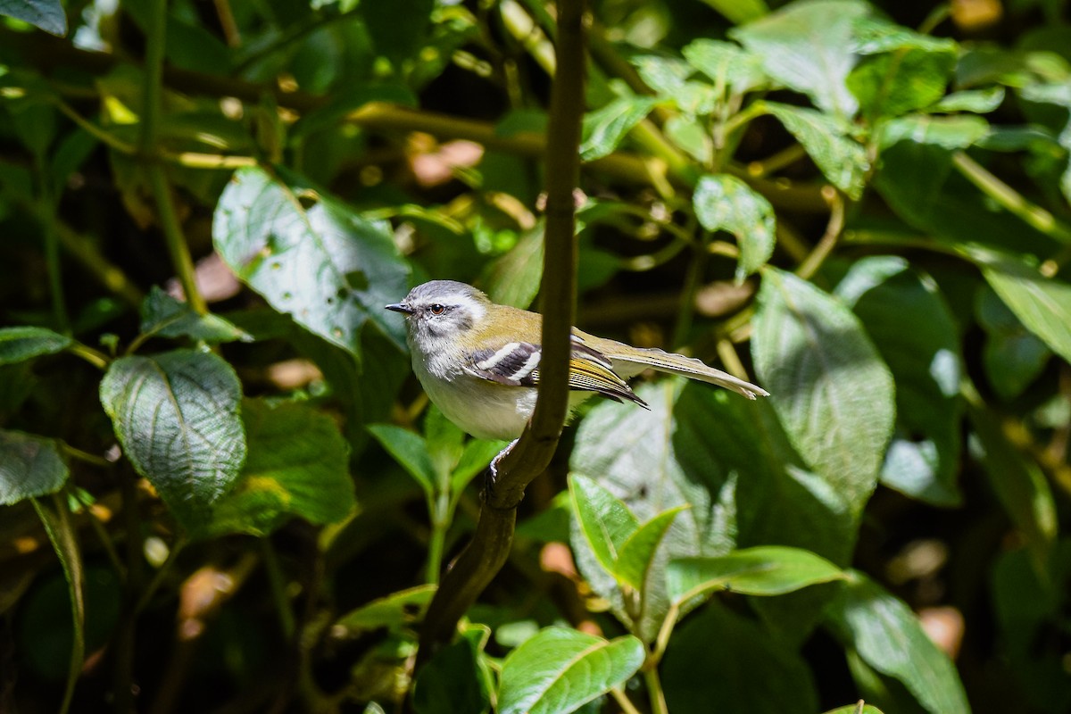 White-banded Tyrannulet - ML179715221