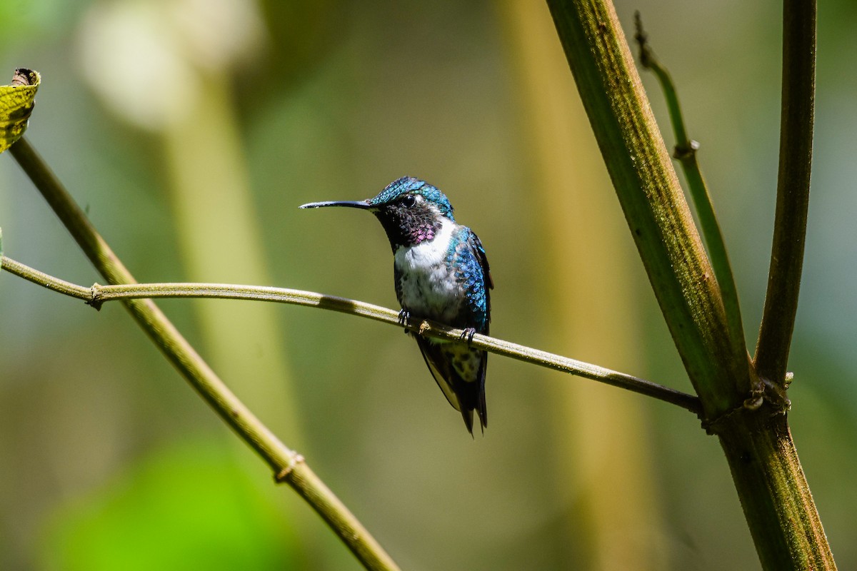 White-bellied Woodstar - ML179715481