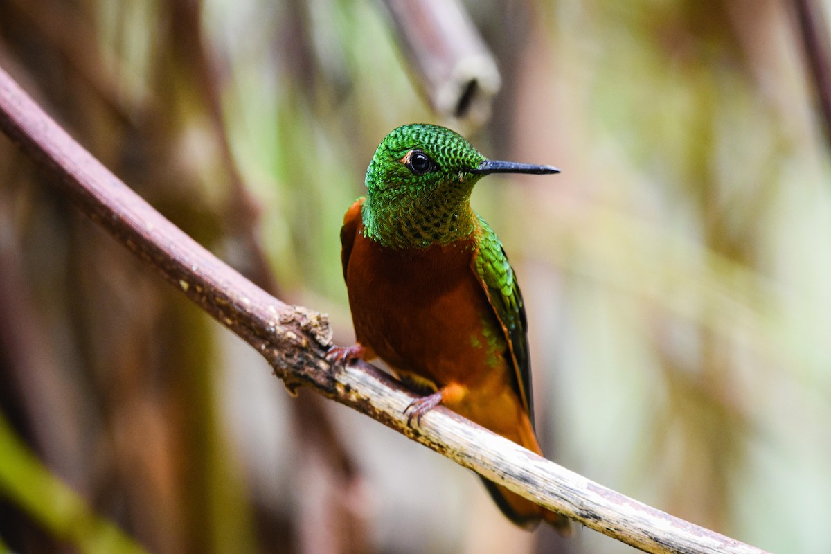 Chestnut-breasted Coronet - ML179715711