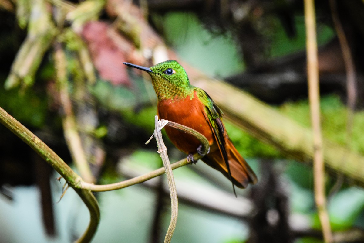 Chestnut-breasted Coronet - ML179716141