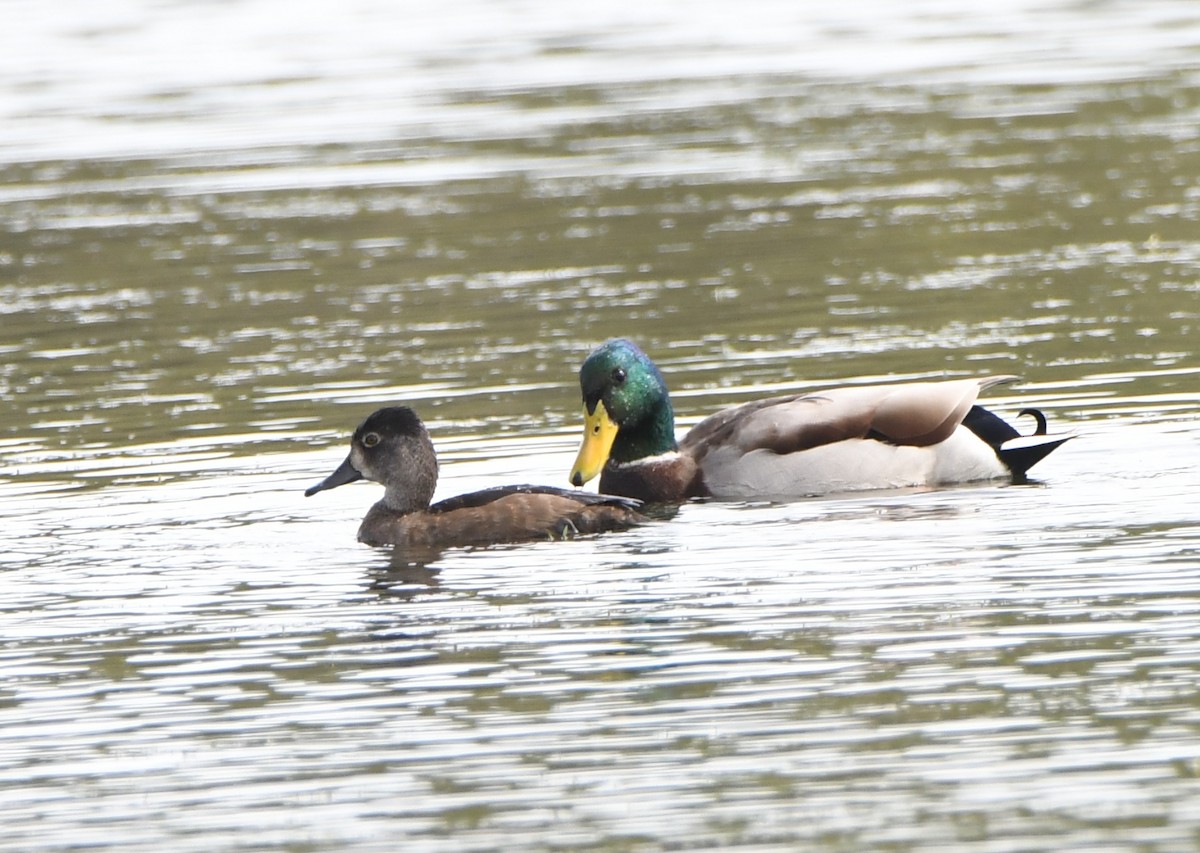 Ring-necked Duck - ML179716411