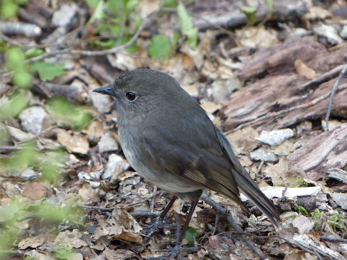 South Island Robin - Matt Wood