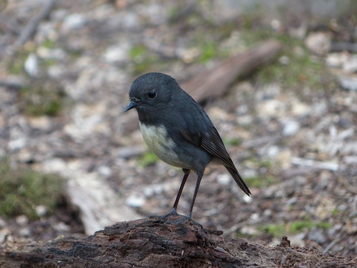 South Island Robin - Matt Wood