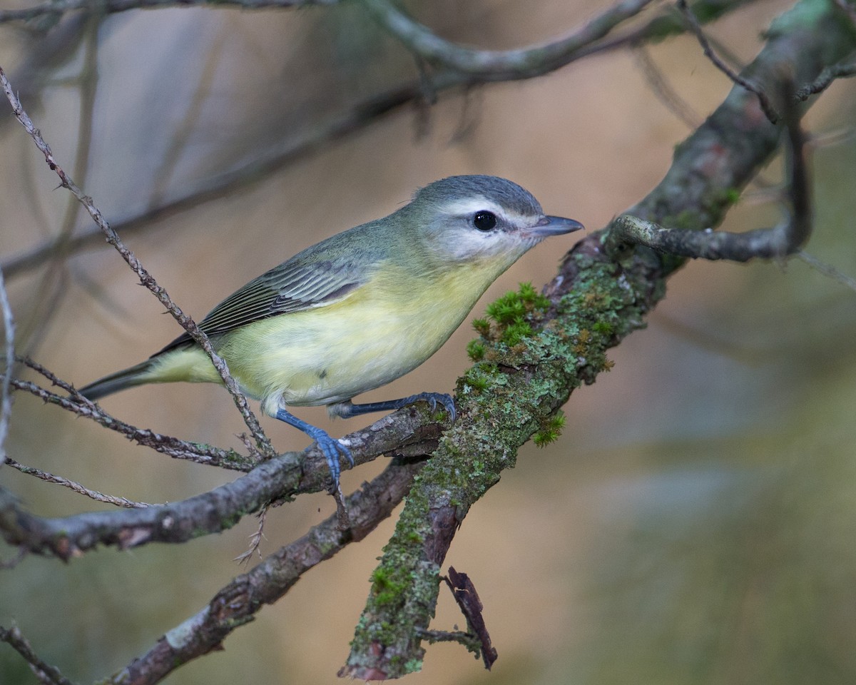 Philadelphia Vireo - ML179716821