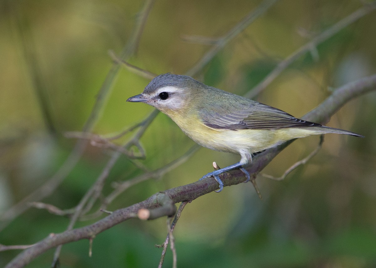 Philadelphia Vireo - Brian Smith