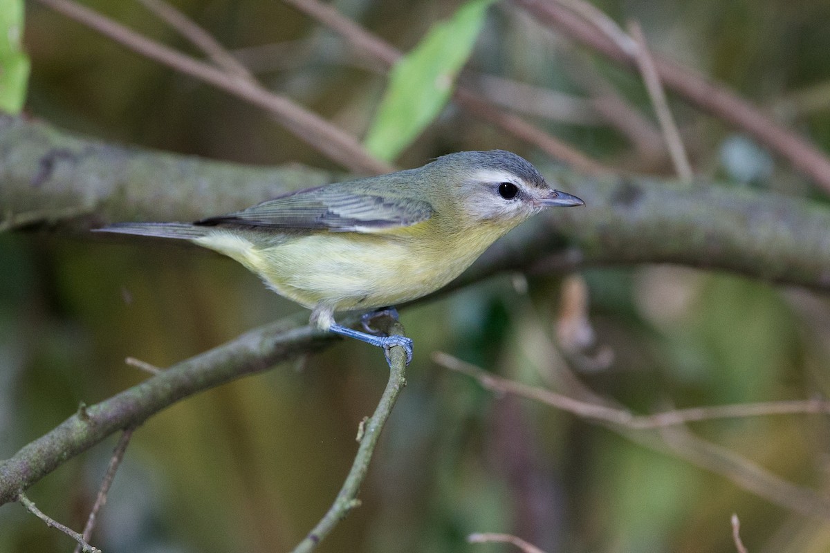 Philadelphia Vireo - ML179716981