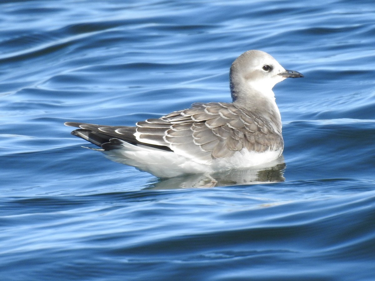 Sabine's Gull - ML179718071