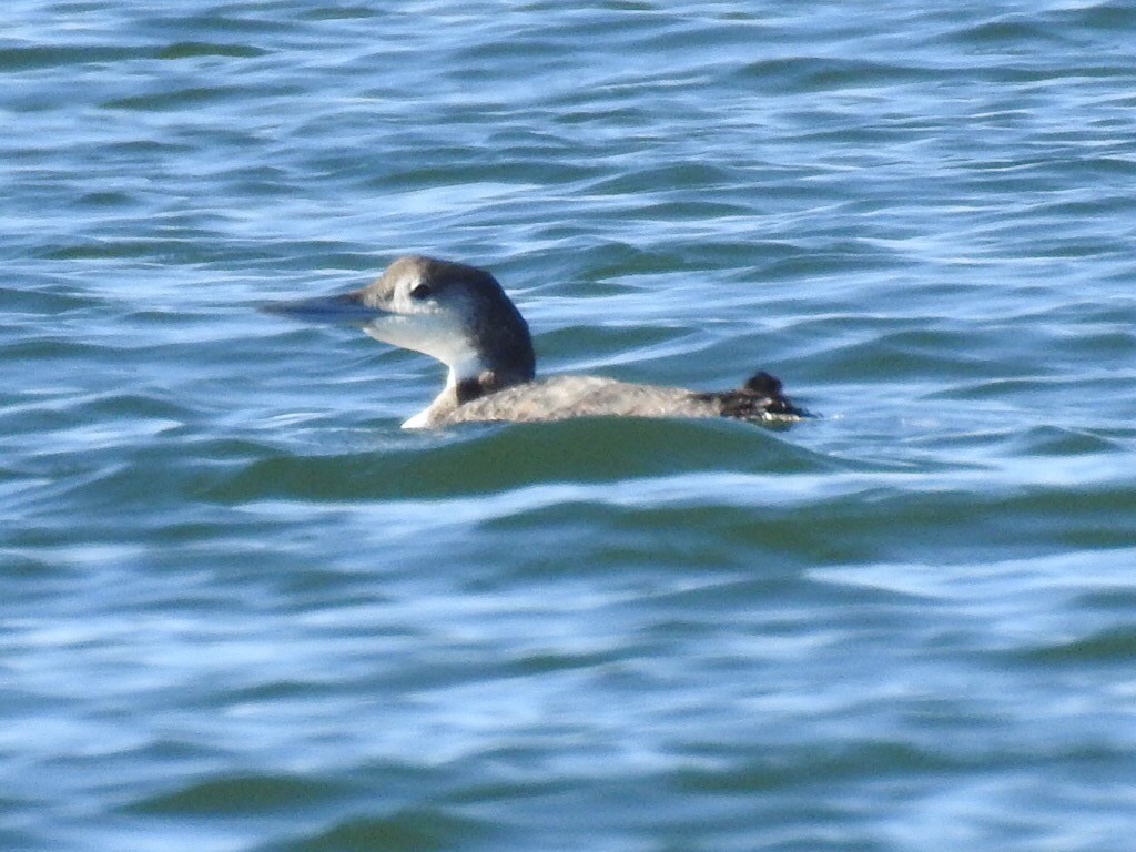 Common Loon - ML179718111