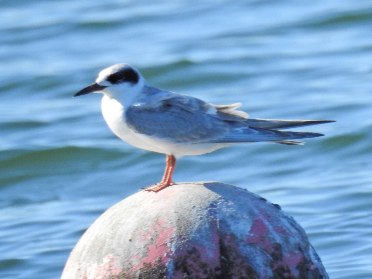 Forster's Tern - Brian Johnson