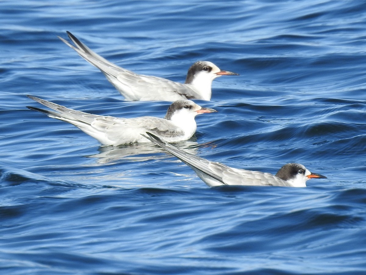 Common Tern - Brian Johnson