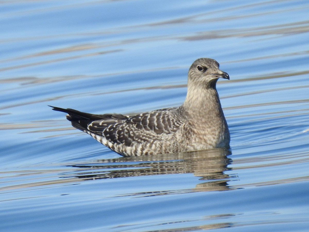 Long-tailed Jaeger - ML179718321