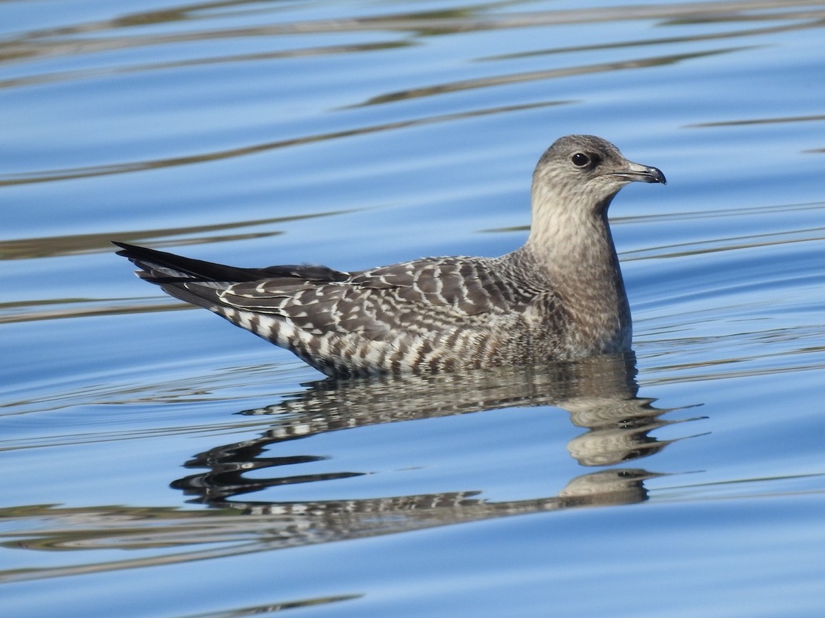 Long-tailed Jaeger - ML179718331