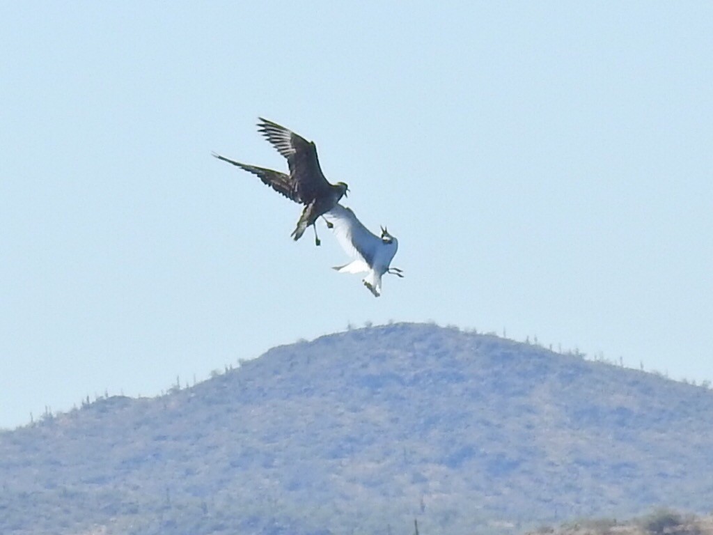 Long-tailed Jaeger - ML179718461