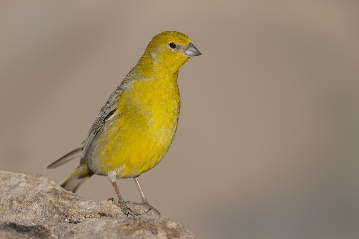 Greater Yellow-Finch - Javier Gross