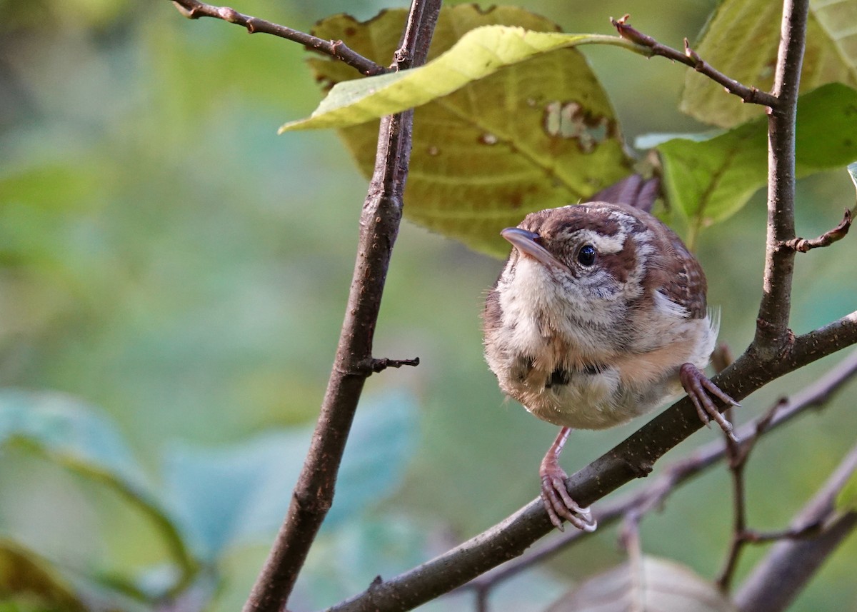 Carolina Wren - ML179719881