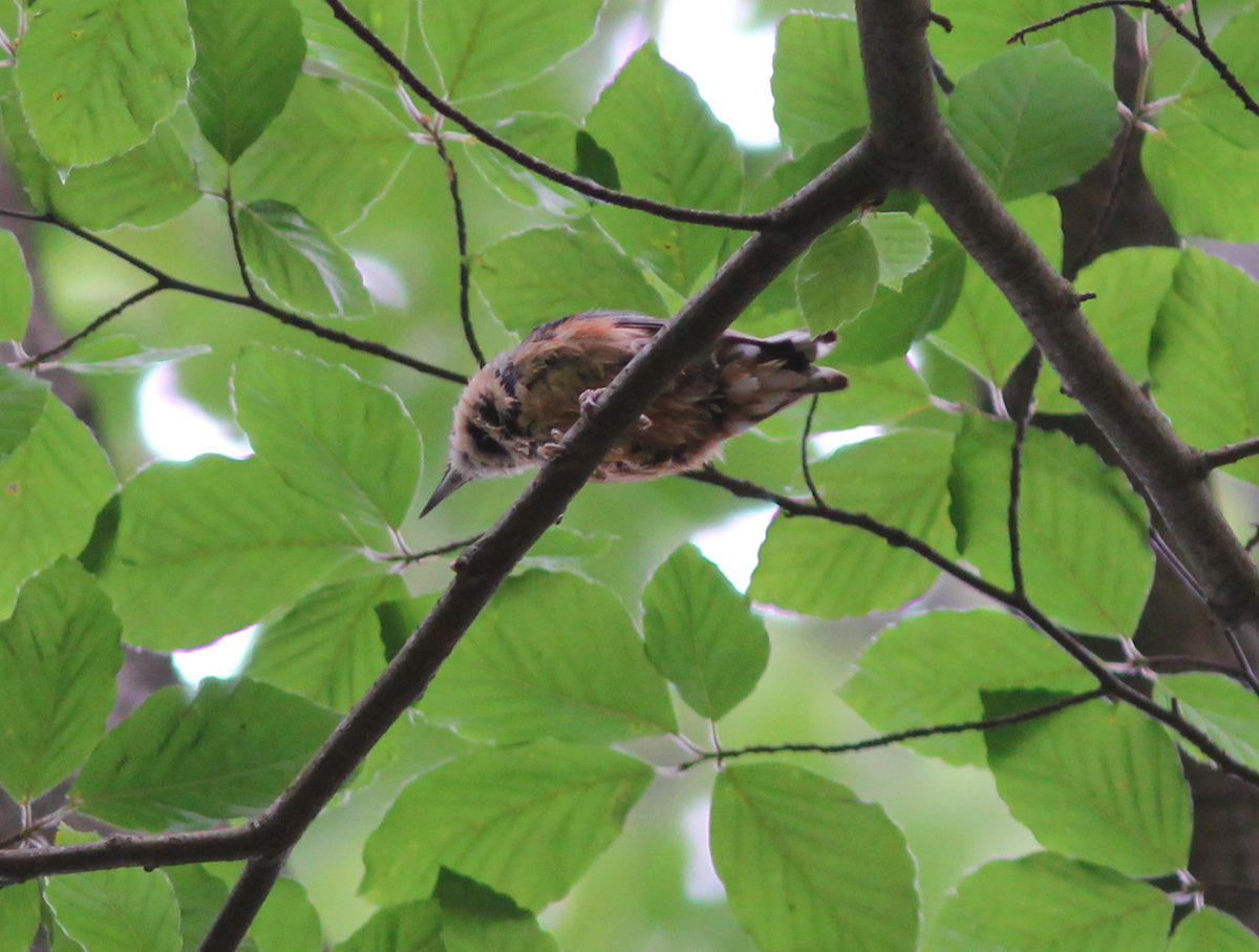 Eurasian Nuthatch - ML179722891