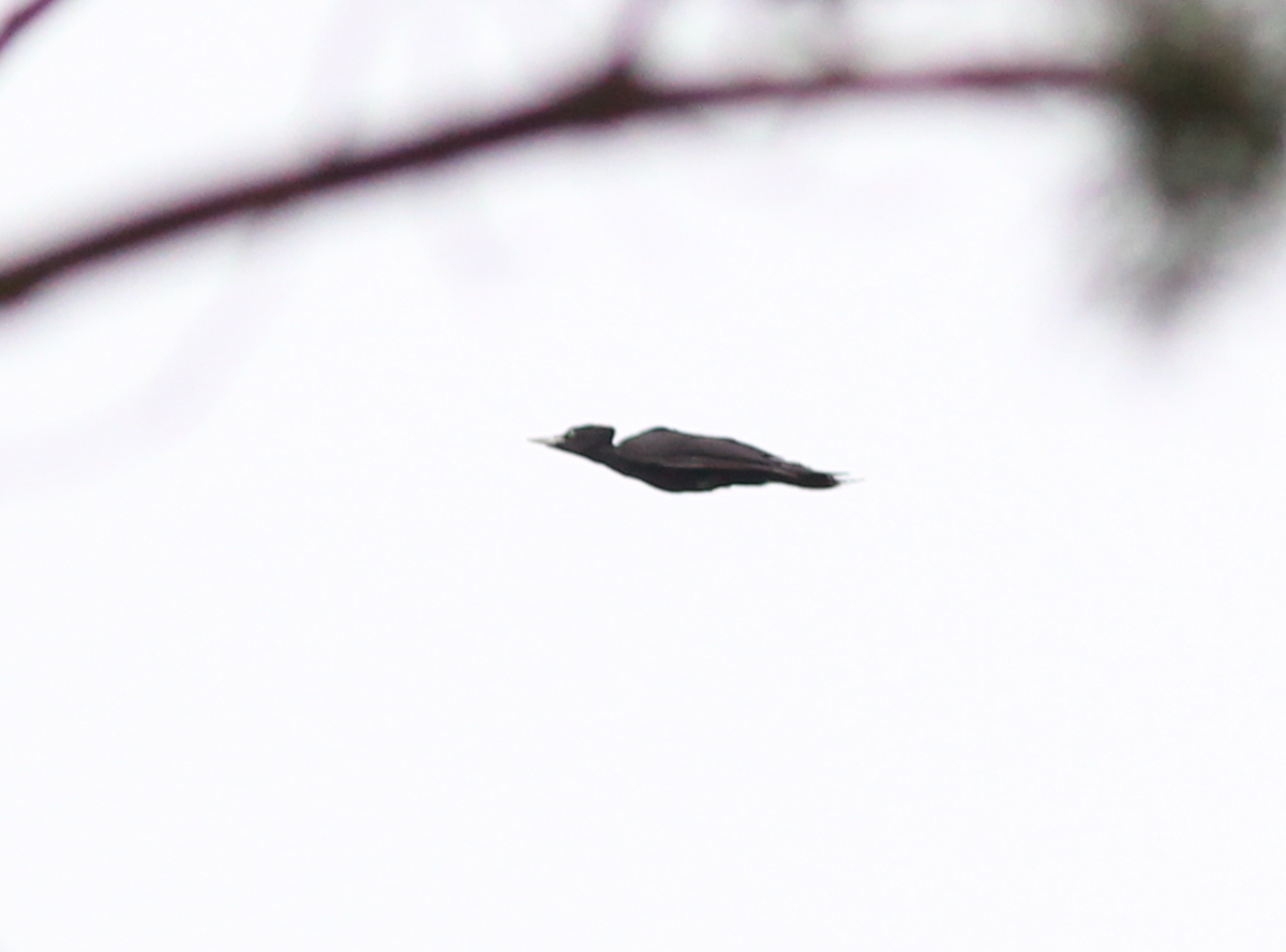 Black Woodpecker - ML179722901