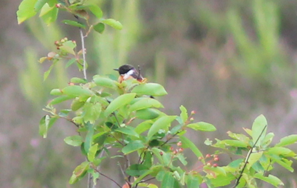 European Stonechat - ML179722911