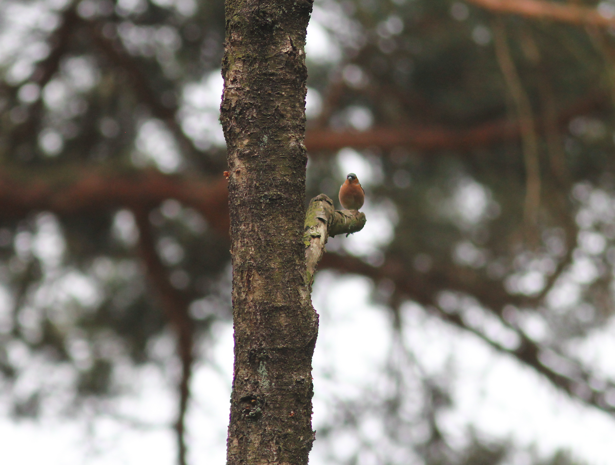 Common Chaffinch - ML179722981