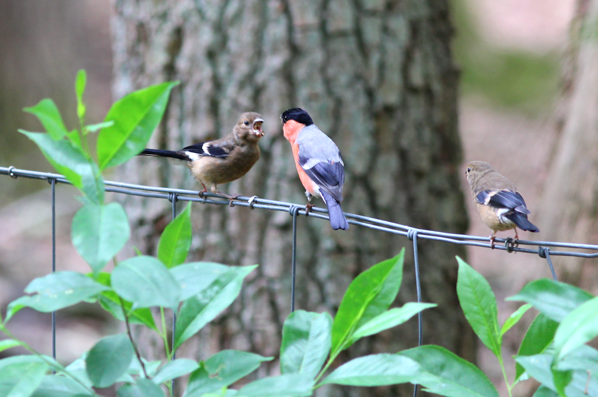 Eurasian Bullfinch - ML179723001