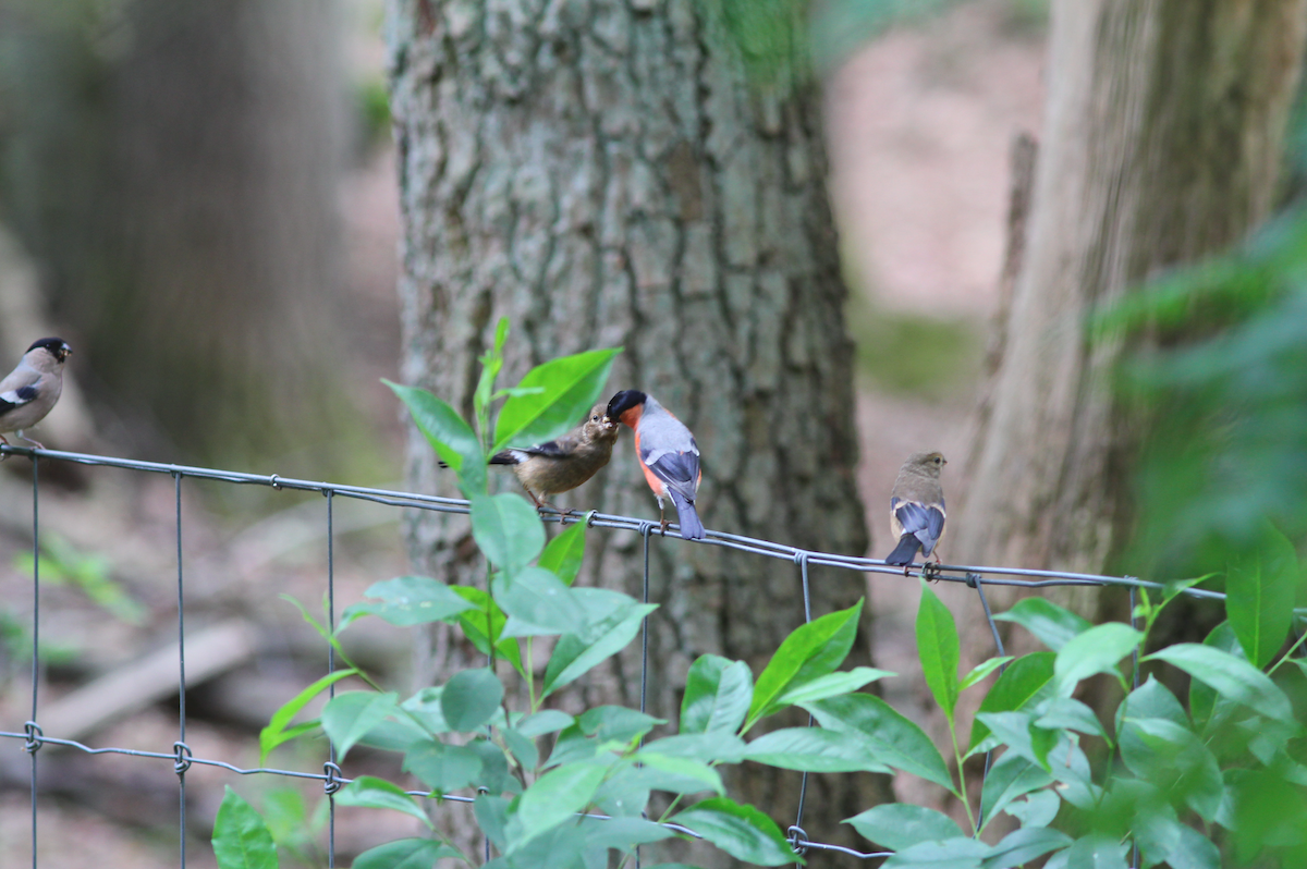 Eurasian Bullfinch - ML179723011