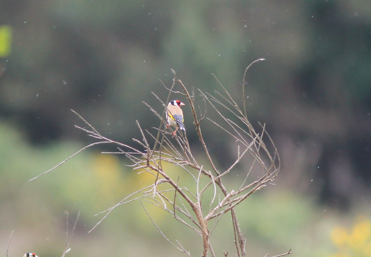 European Goldfinch - ML179723051