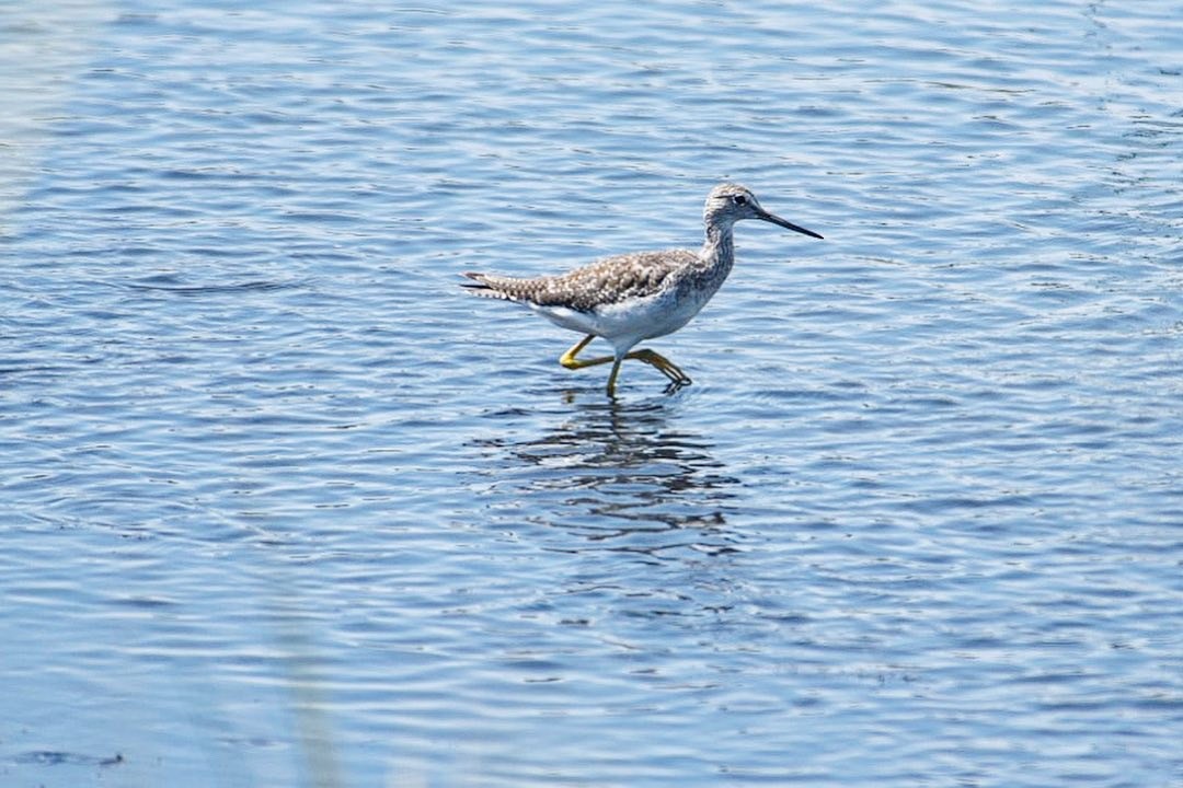 Greater Yellowlegs - Jane Smith