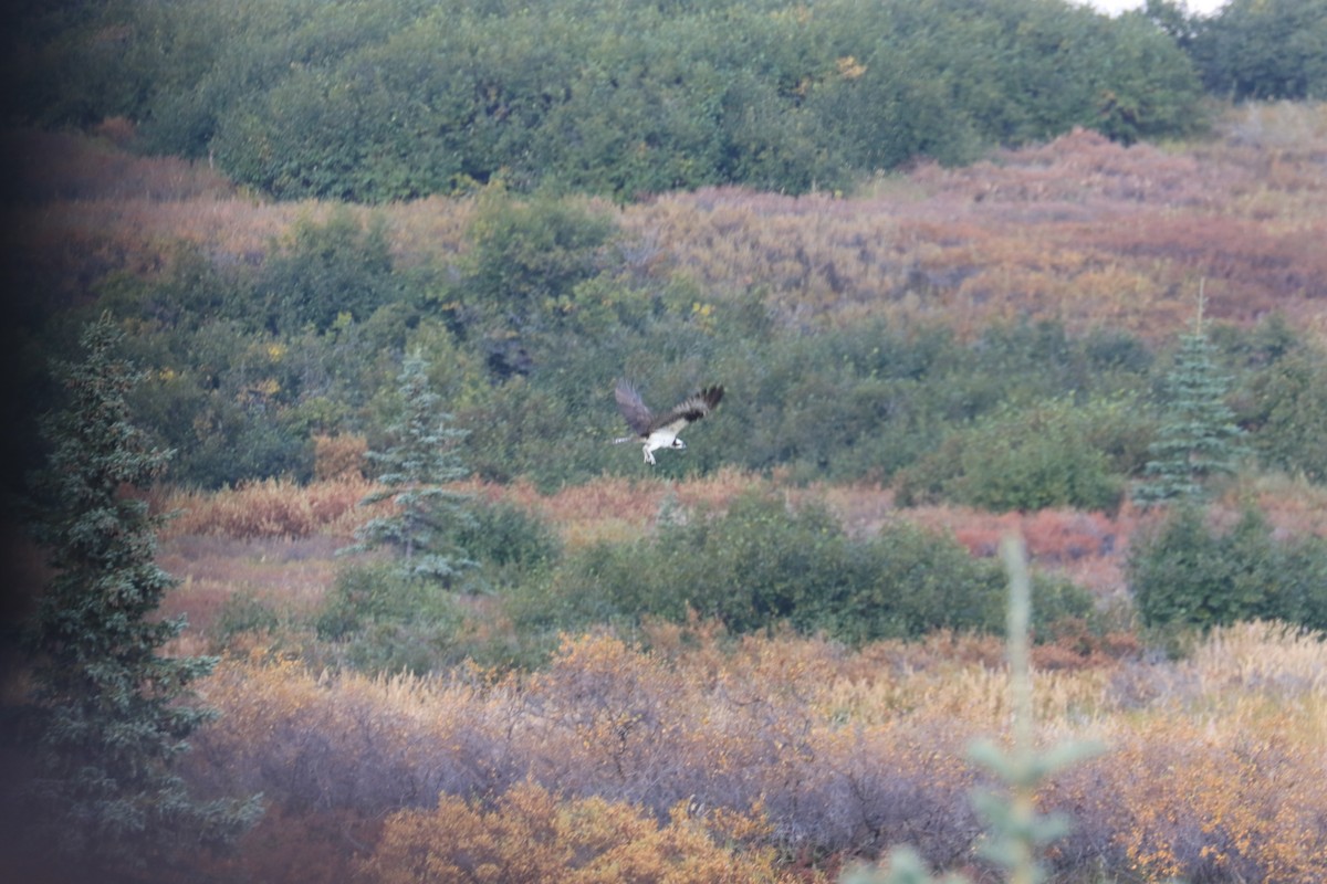 Загасч явлаг - ML179723571