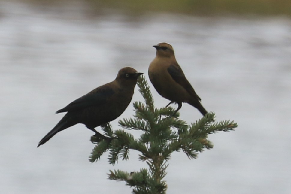 Rusty Blackbird - ML179724311