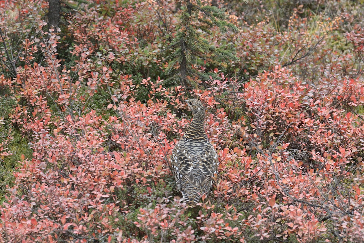 Spruce Grouse - ML179724811