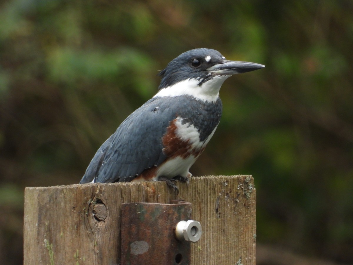 Belted Kingfisher - ML179725161