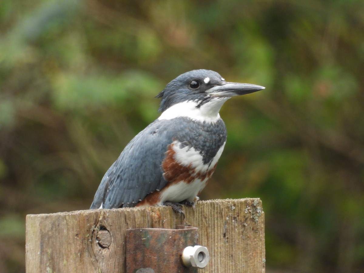 Belted Kingfisher - ML179725171