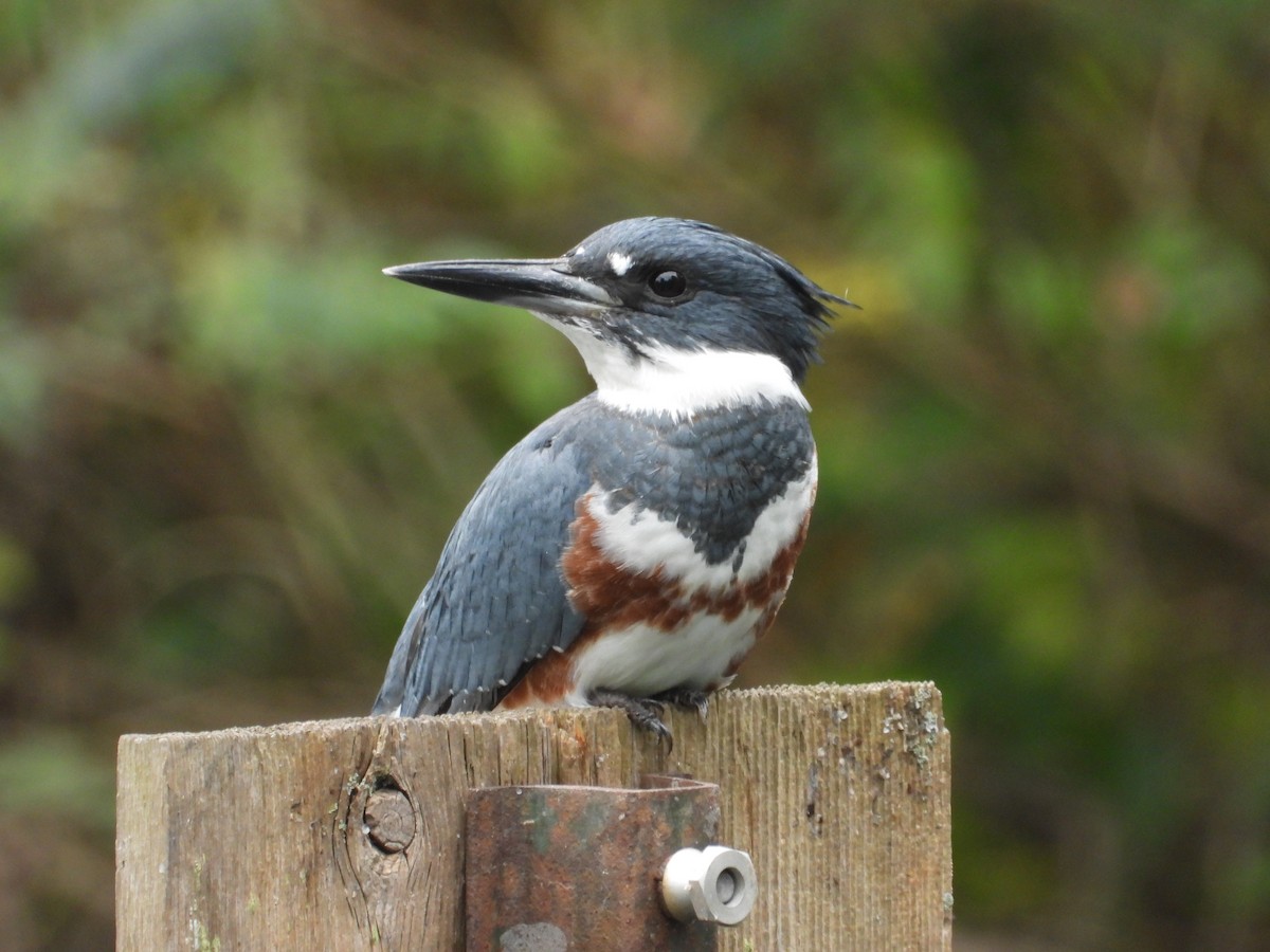 Belted Kingfisher - ML179725181