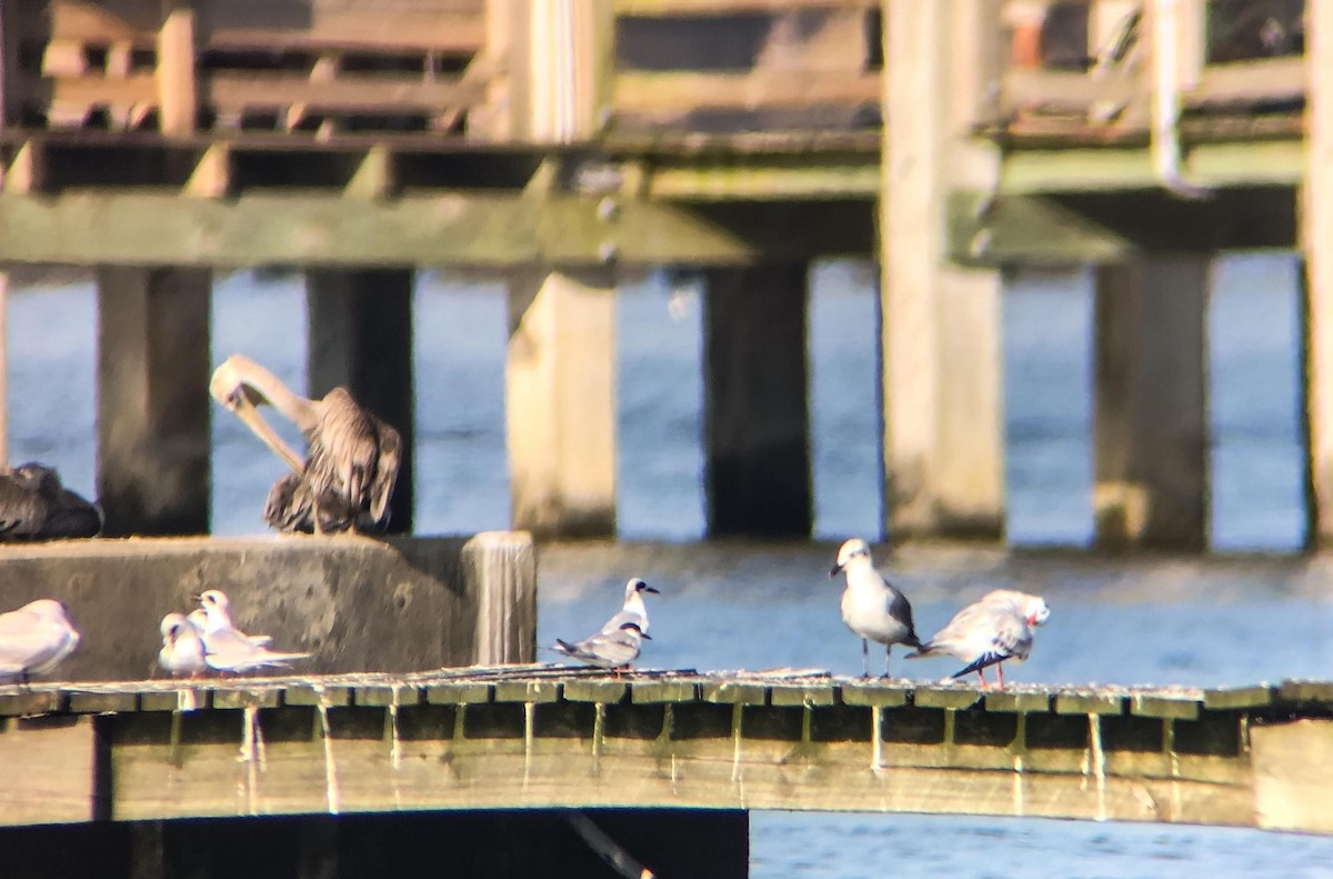 Common Tern - ML179728451