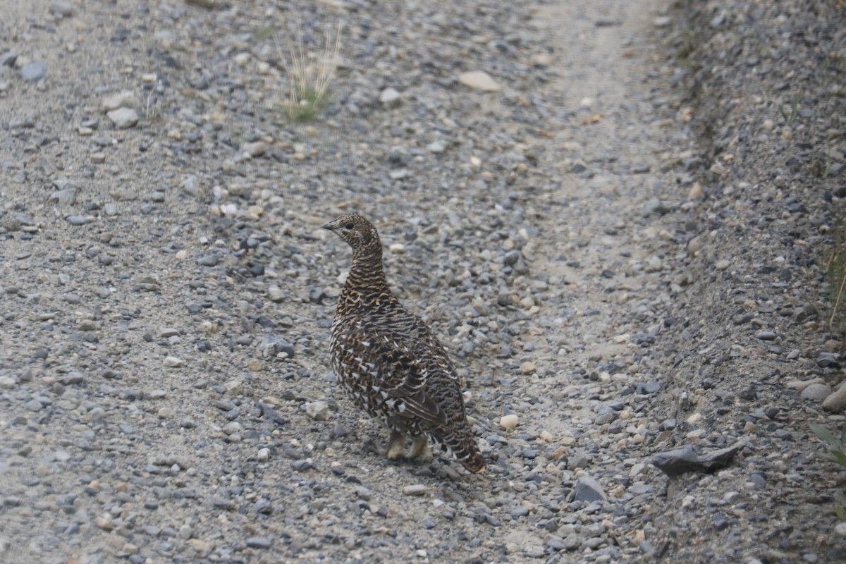 Spruce Grouse - ML179728691