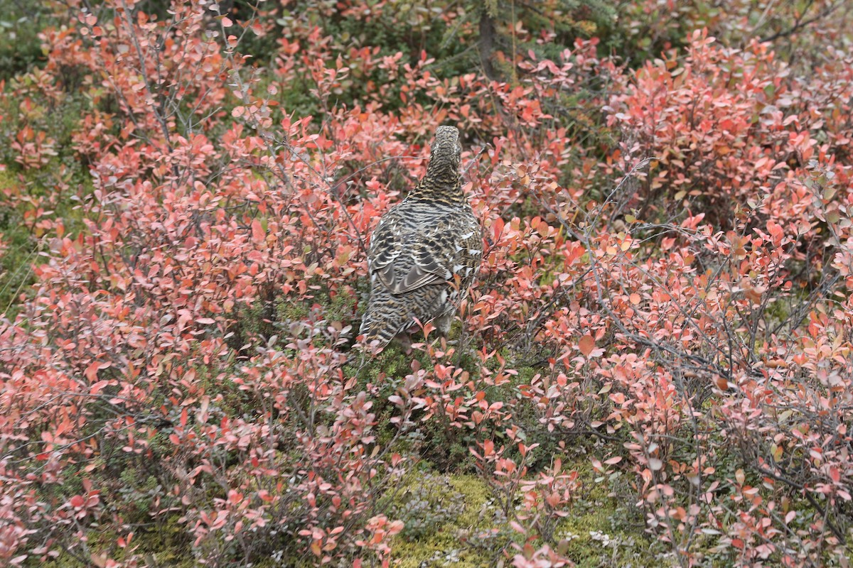 Spruce Grouse - ML179729061