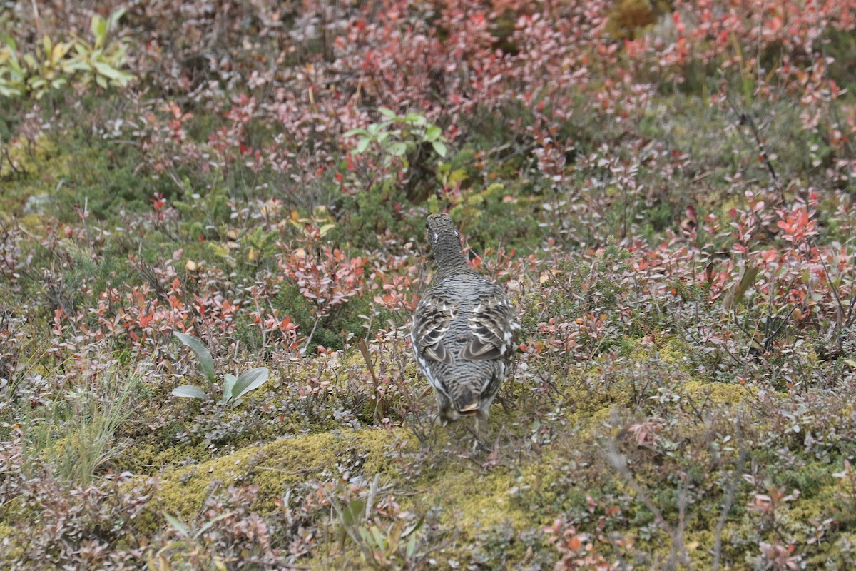 Spruce Grouse - ML179729121