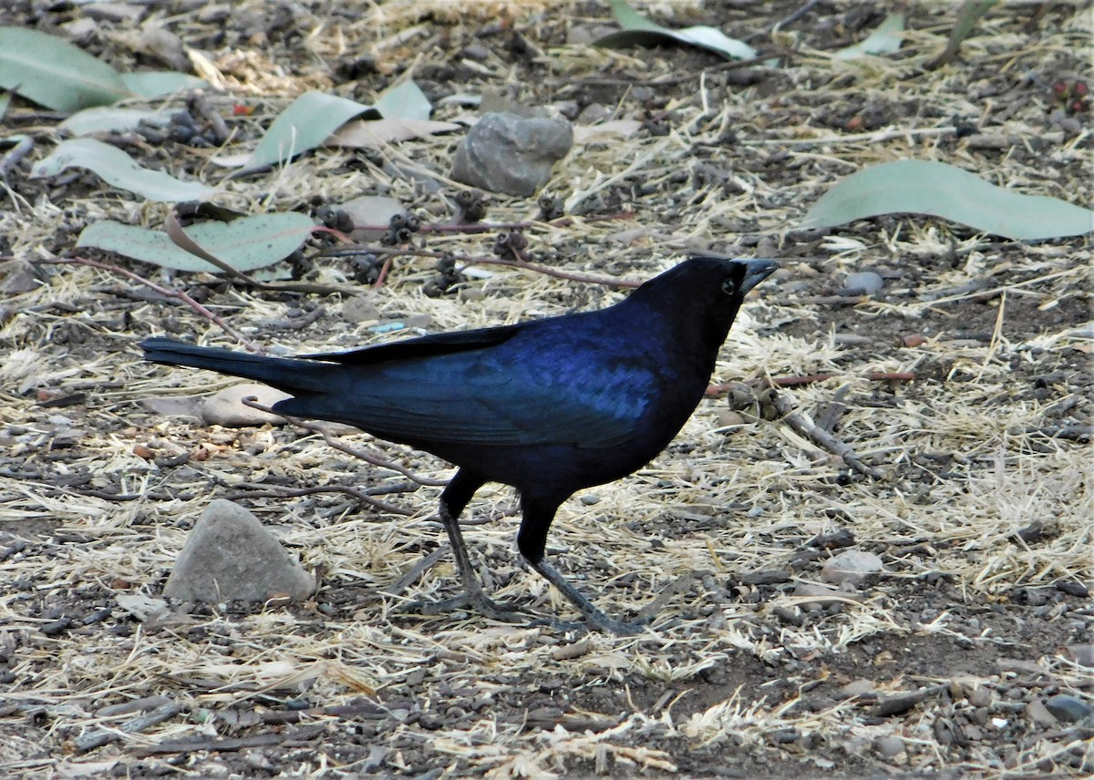 Shiny Cowbird - Nicolás Bejarano