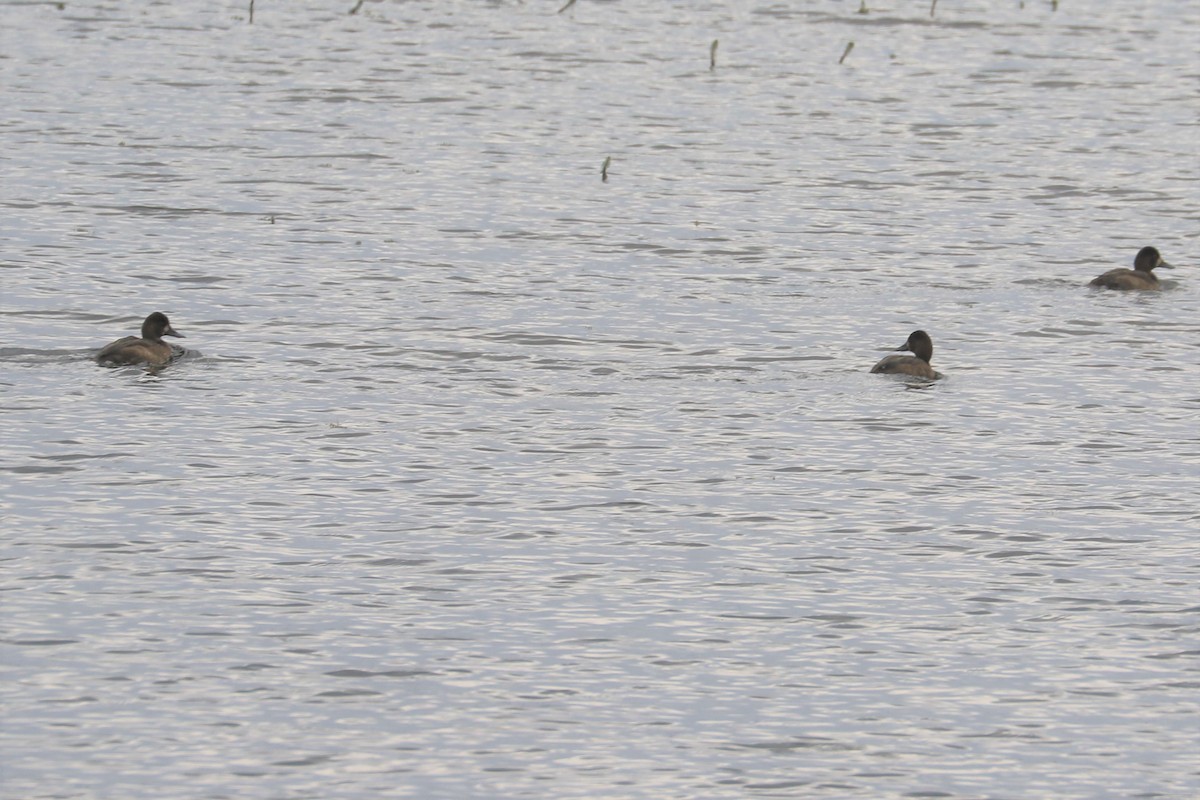 Lesser Scaup - ML179729941