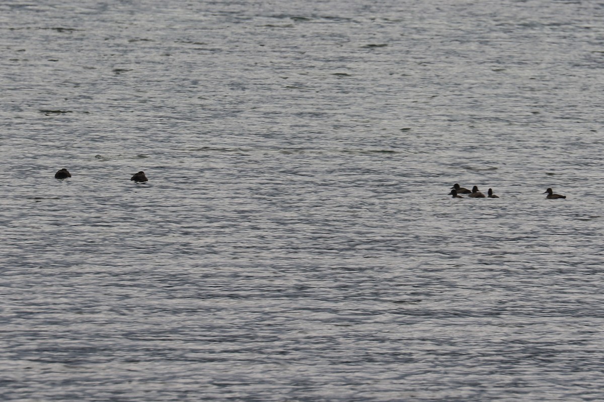 Lesser Scaup - ML179729961