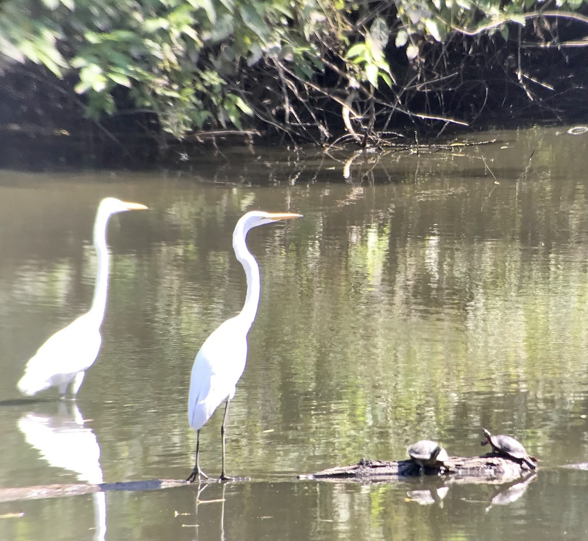 Great Egret - Mark Greene