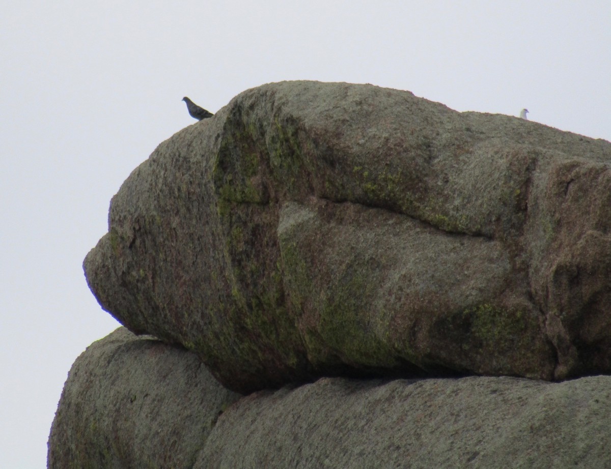 Rock Pigeon (Feral Pigeon) - ML179733741