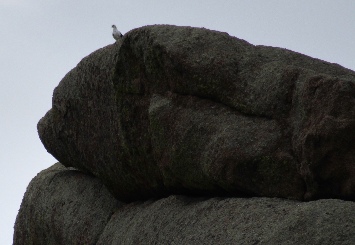 Rock Pigeon (Feral Pigeon) - ML179733771