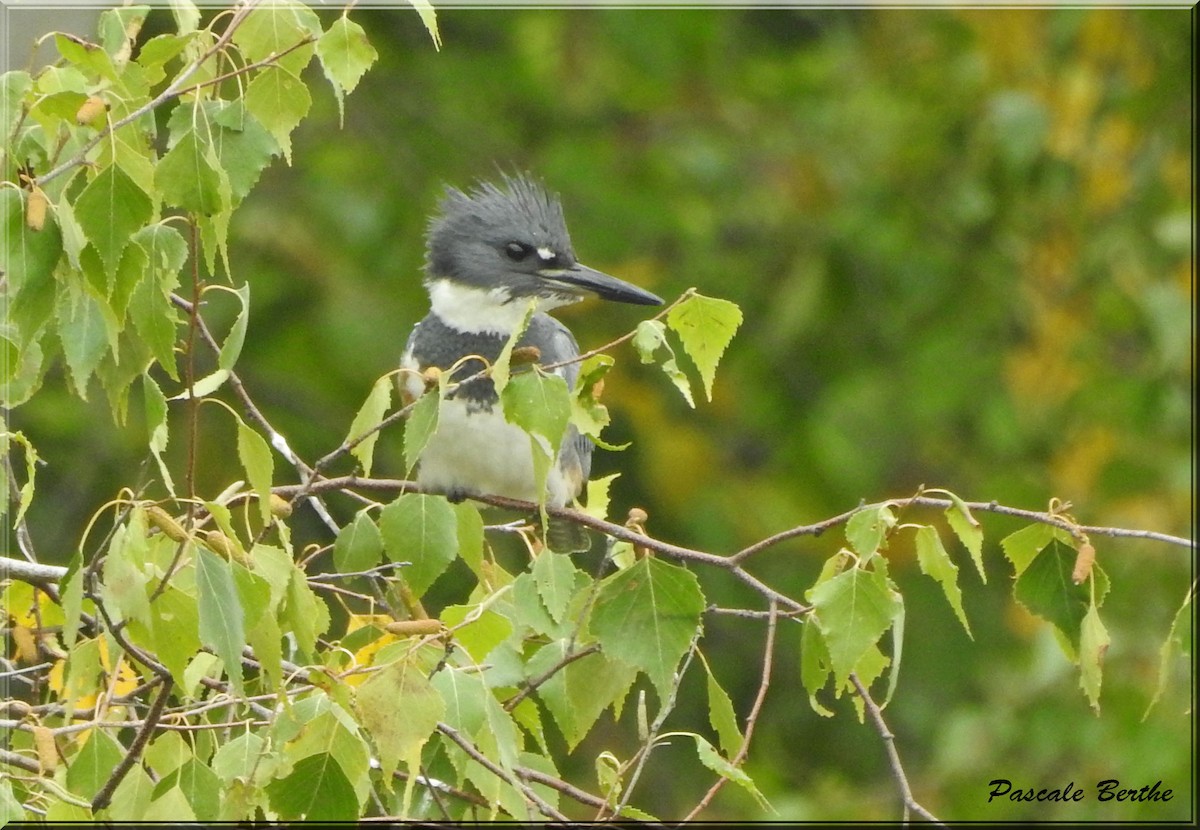 Belted Kingfisher - Pascale Berthe
