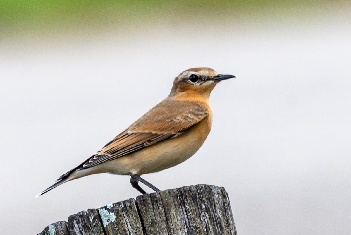 Northern Wheatear - Frank Madia