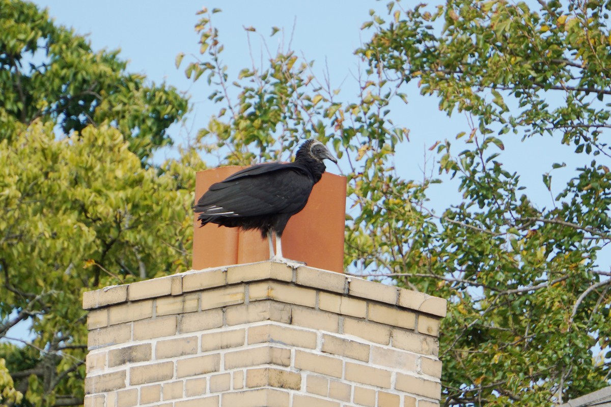 svartkondor - ML179746121